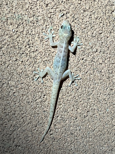 iNaturalist observation photo of Peninsular Leaf-toed Gecko