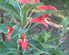 Lobelia laxiflora image