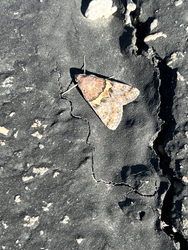 iNaturalist observation photo of Forsebia Moth
