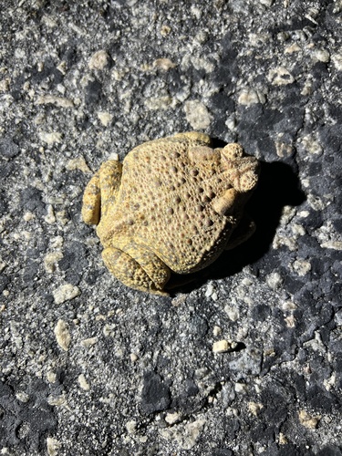 iNaturalist observation photo of Woodhouse's Toad