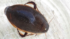 Dytiscus verticalis
