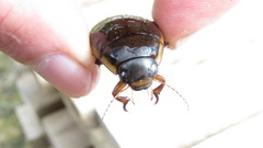 Dytiscus verticalis