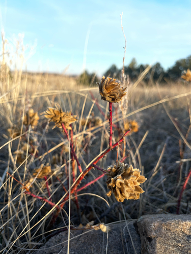 Rabdophaga rosacea photographed in South Dakota