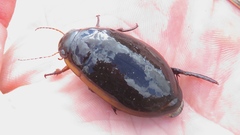 Dytiscus verticalis