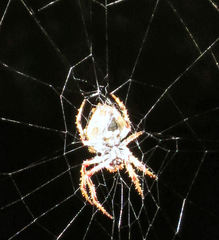 Socca pustulosa