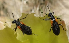 Eupompha elegans