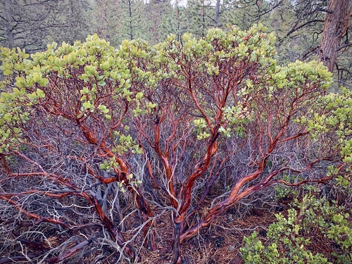 greenleaf manzanita