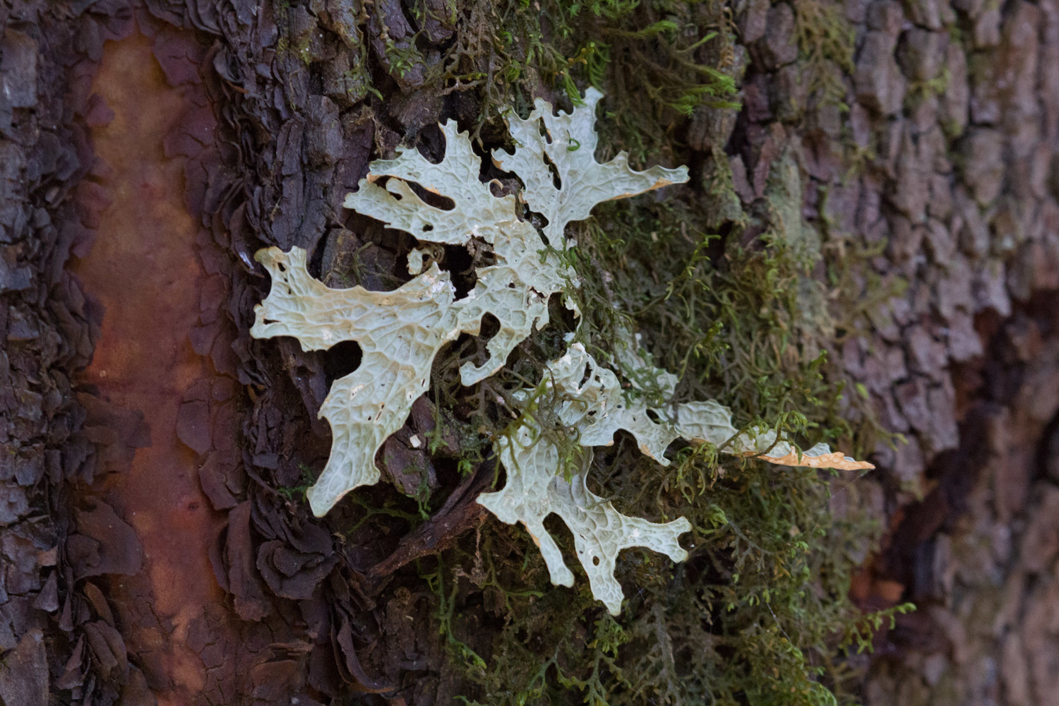 Lobaria image