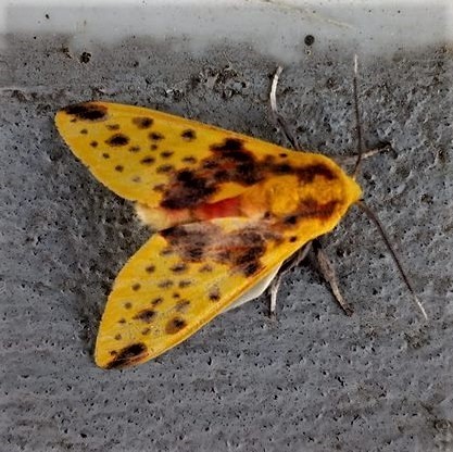 Symphlebia distincta