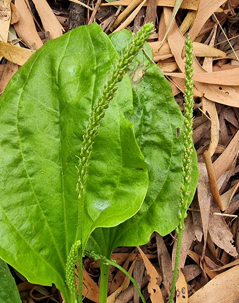 plantains from Parkland Cl/Baden Powell Dr, Frankston South VIC 3199