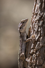 Pogona minor