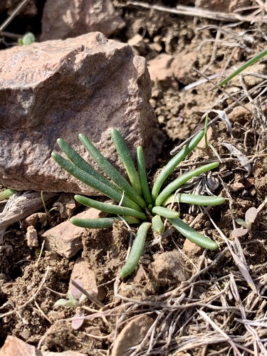Oregon Bitter-root foliage
