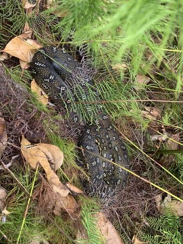 Diamond Python sighting