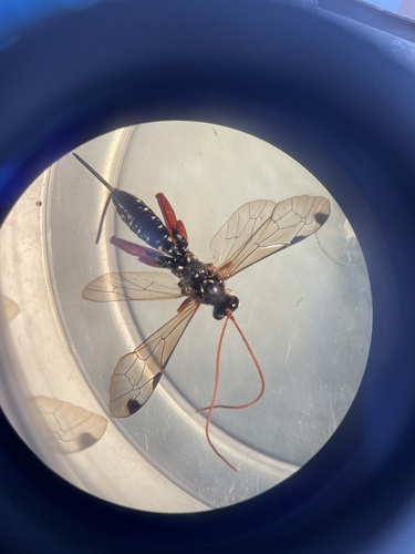 Cream-spotted Ichneumon photo 3