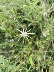 Eryngium hookeri