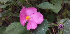 Pavonia lasiopetala