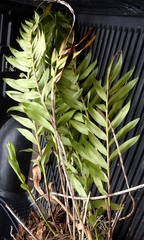 Epidendrum cristatum