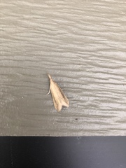 Donacaula melinellus