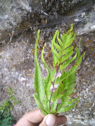 Loxsomopsis