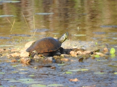 Trachemys venusta venusta