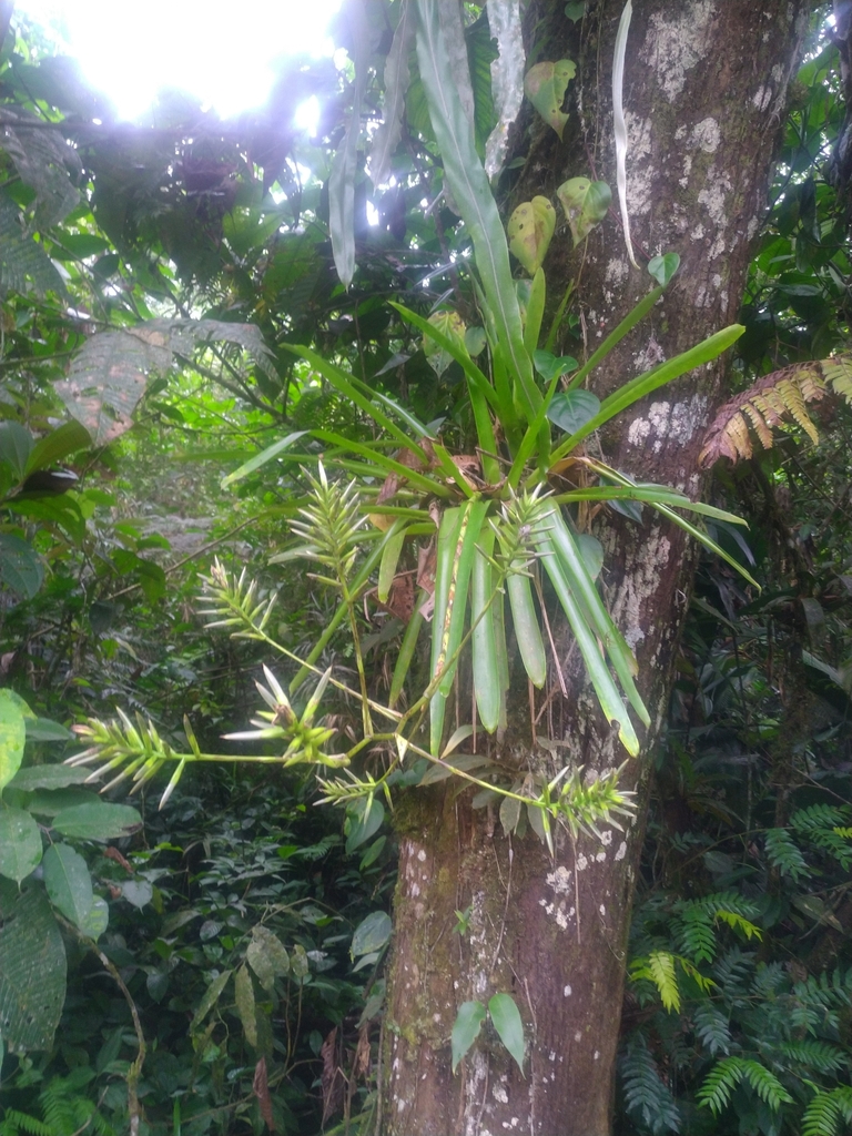 Guzmania roezlii