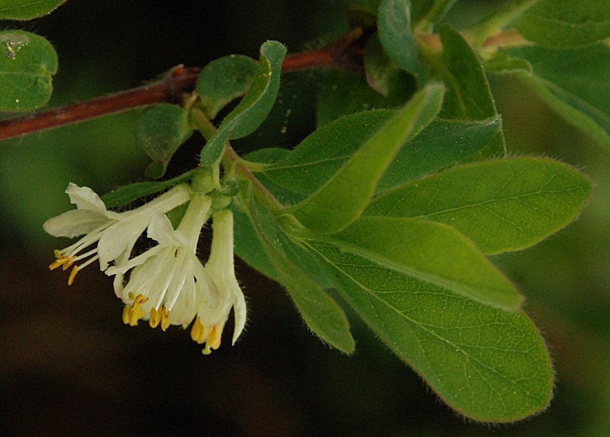 Lonicera caerulea