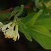 Lonicera caerulea - Photo (c) 2008 Barry Breckling,  זכויות יוצרים חלקיות (CC BY-NC-SA)
