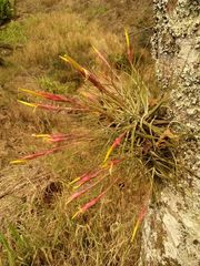 Tillandsia schiedeana