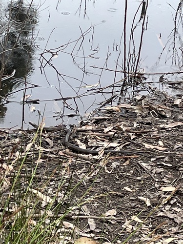 Tiger Snake sighting