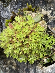 Jean-Paul Boerekamps, CC0, iNaturalist via GBIF Saxifraga globulifera, photograph Jean-Paul Boerekamps, CC0, iNaturalist via GBIF