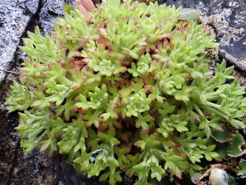 Saxifraga globulifera, photograph 1