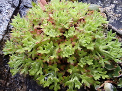 Jean-Paul Boerekamps, CC0, iNaturalist via GBIF Saxifraga globulifera, photograph Jean-Paul Boerekamps, CC0, iNaturalist via GBIF