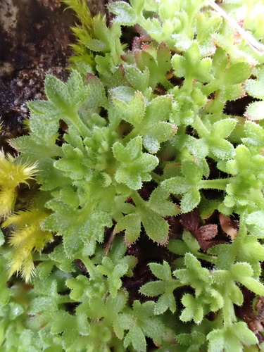 Saxifraga globulifera, photograph 2