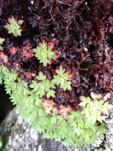 Saxifraga globulifera, photograph 3