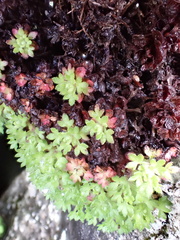 Jean-Paul Boerekamps, CC0, iNaturalist via GBIF Saxifraga globulifera, photograph Jean-Paul Boerekamps, CC0, iNaturalist via GBIF