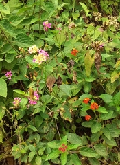 Chlosyne melitaeoides