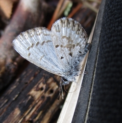Celastrina ladon