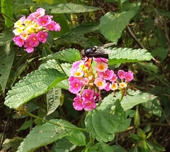 Copestylum mexicanum