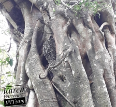 Coendou longicaudatus