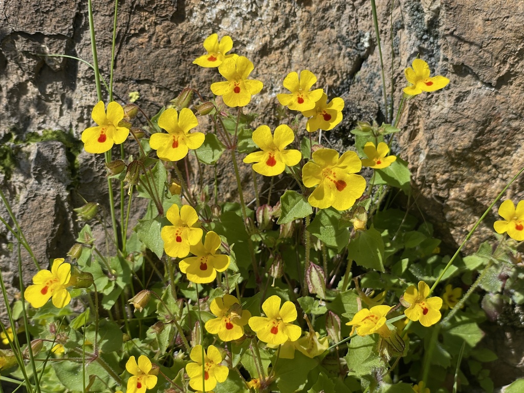 Stanislaus Monkeyflower