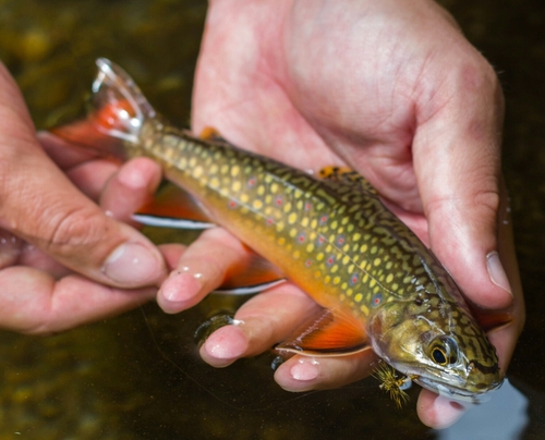 Brook Trout