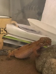 Eublepharis macularius