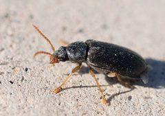 Mycterus quadricollis