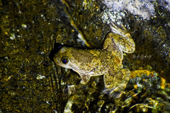 Busuanga Jungle Toad photo 2