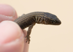 Xantusia vigilis