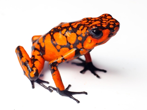 Oophaga solanensis Posso-Terranova & Andrés, 2018