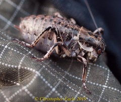 Cyphoderris monstrosa