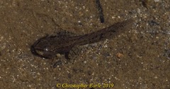 Anaxyrus boreas
