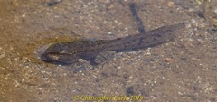 Anaxyrus boreas