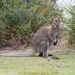 Bennett's Wallaby - Photo (c) Christopher J. Earle, some rights reserved (CC BY-NC), uploaded by Christopher J. Earle